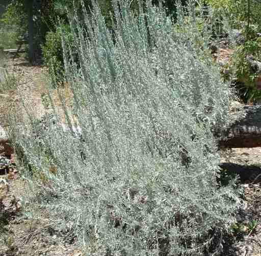 Artemisia tridentata, Great Basin Sage Brush