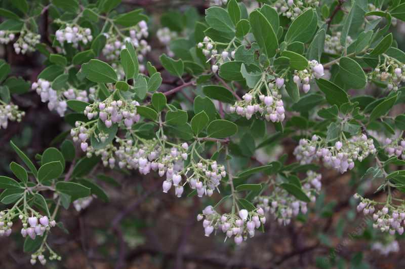 Arctostaphylos manzanita_x_densiflora Austin Griffiths Manzanita