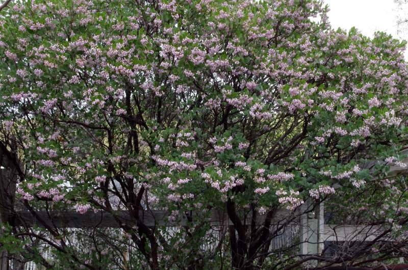 Manzanita photos, descriptions and plants(Arctostaphylos species)