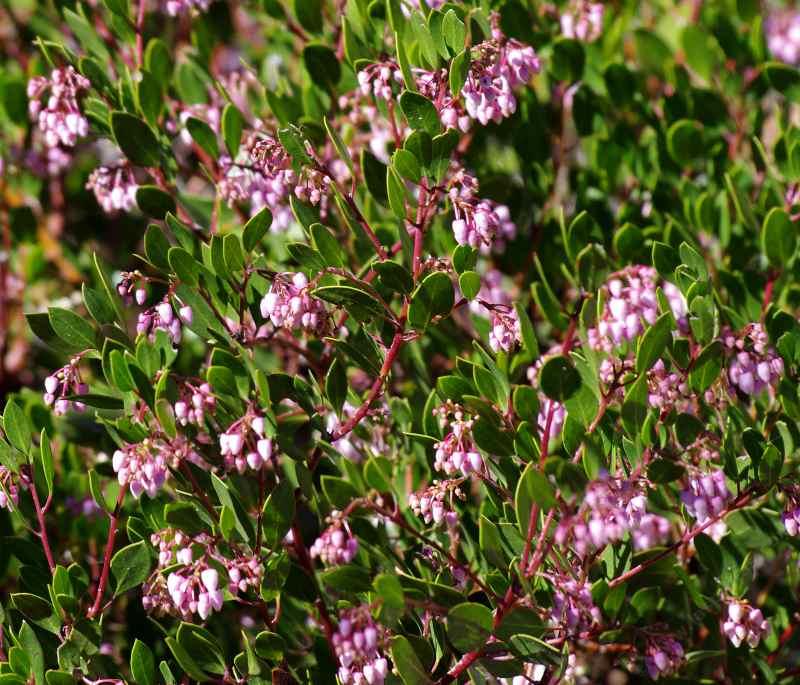 Arctostaphylos; arctostaphylos uvaursi; bearberry; uvaursi