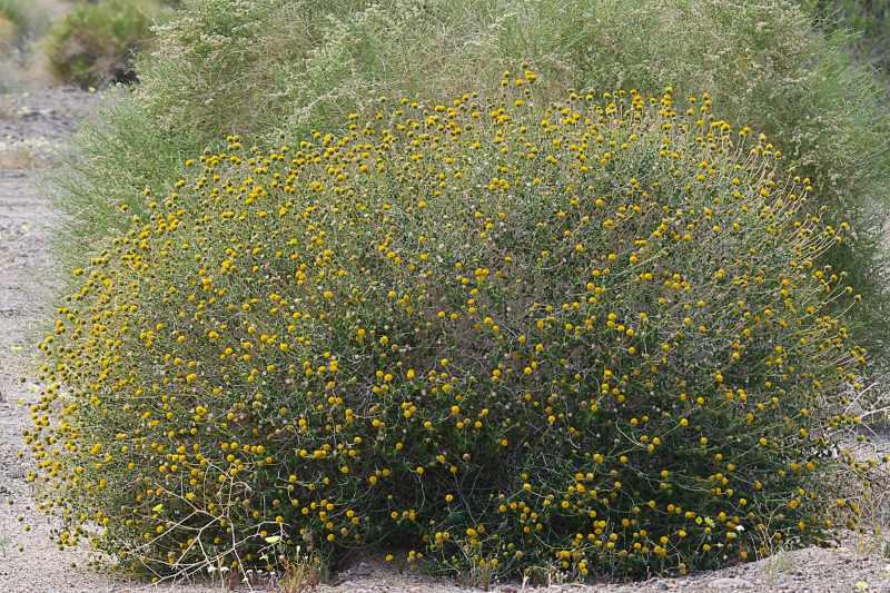 Encelia frutescens, Button Brittlebush