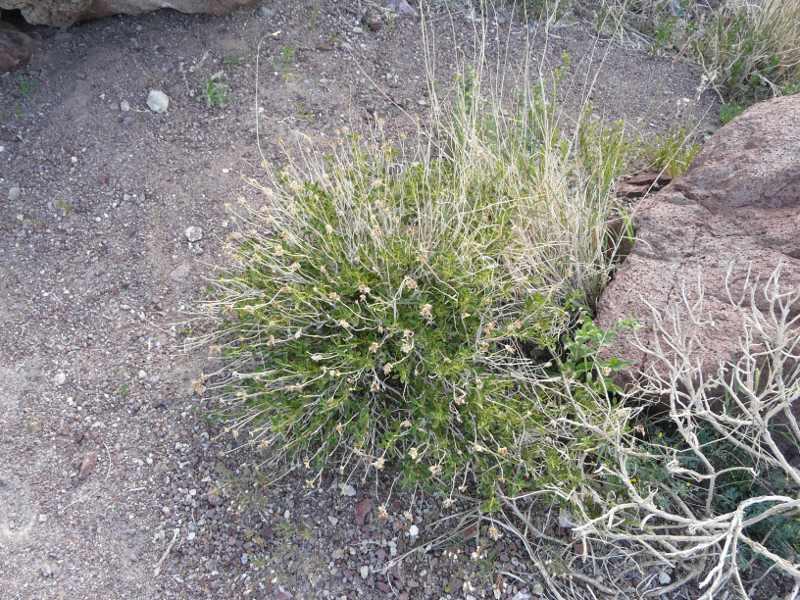 Salvia mohavensis, Mojave sage