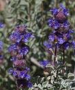 Salvia dorrii, Desert sage or Purple Sage flowers. - grid24_24