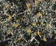  Coleogyne ramosissima, Blackbrush flowers - grid24_24