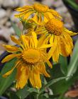 Orange sneezeweed, Owlclaws has a rather weird flower. - grid24_24