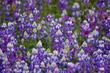 Field Lupine, Lupinus nanus, and they are fragrant  - grid24_24