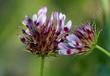 Trifolium willdenovii. Tomcat Clover - grid24_24