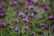 Trifolium variegatum. White-Top Clover is really rather purple. - grid24_24