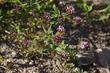 Trifolium variegatum. White-Top Clover - grid24_24