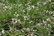 Yerba Santa (Eriodictyon californicum) flowers - grid24_24