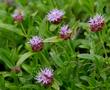 Monardella odoratissima Mountain Coyote Mint, Mountain Beebalm, or Western Pennyroyal, and it smells good - grid24_24