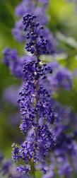 or maybe Ceanothus  indigo blue? Grape soda Ceanothus? - grid24_24