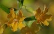 Sierra monkey flowers - grid24_3