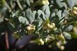 The berries of Ghostly Manzanita plant. - grid24_24