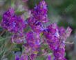 Salvia pachyphylla - blue sage, Rose Sage, thick leaved sage, Giant-flowered purple sage, Mountain Desert sage,. The flowers are not that giant, it's the purple bracts that are glorious. California sages are amazing. - grid24_24
