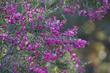 Pickeringia montana, Chaparral Pea - grid24_24