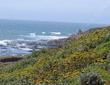 A unwatered coastal bluff in June. The Yellow is Eriophyllum staechadifolium artemisiaefolium. - grid24_24