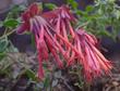 Monardella macrantha red monardella has a nice fragrance and great flowers - grid24_24