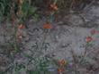 These are cute little plants with nice orange flowers. Flowers in June, no water. - grid24_24