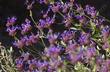 What a  blue! Salvia Celestial Blue hybrid of two California sages is very showy and fragrant. - grid24_24