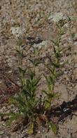 This Yarrow was out in one of the driveways in full sun. - grid24_3