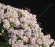 Eriogonum arborescens, Santa Cruz Island Buckwheat with pink flowers. - grid24_24