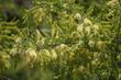 Acacia gregii, Catclaw, looks see delicate when in flower - grid24_24