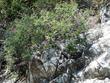 Chaparral Pea commonly grows out of rocky slopes - grid24_24