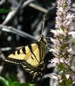 Western Tiger Swallowtail on an Agastache in the Southern Sierras - grid24_24