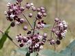Asclepias cordifolia Purple milkweed, COOL - grid24_24