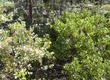 Arctostaphylos patula and mariposa in the Sierras at about 5000 ft. - grid24_24