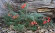 Narrow leaf 'Hollywood Flame' California fuchsia flowers - grid24_24