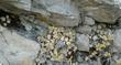 Stonecrop in a rock in the Sierras - grid24_24