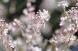 This Buckwheat always looks delightful in flower and nondescript when not.  - grid24_24