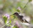 The young Anna Hummingbird was getting his breakfast early one morning on a Monardella flower  - grid24_24