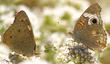 A female and male Buckeye Butterfly, Junonia coenia messing around on a California buckwheat, or buckwheat for the buckeyes. - grid24_24
