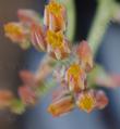 Dudleya lanceolata flowers. - grid24_24