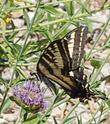 A Pale Swallowtail on Monardella antonii - grid24_24