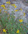 San Diego Daisy, Sunflower in bloom  - grid24_3