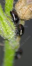 Corimelaena bugs on Nicotiana bigelovii (quadrivalvis) - grid24_24