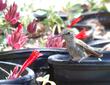 Monardella macrantha, Red monardella in the nursery with an Anna Hummingbird  resting next to lunch. - grid24_24