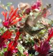 This little Hummingbird is working the Red Monardella at very low altitude. - grid24_24