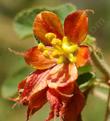 This Fremontia grows as a small sprawling bush.The orange flowers look like they belong to an apricot or orange.  - grid24_24