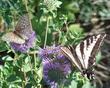 Here a fritillary, and a pale swallowtail, that are sharing a plant of Monardella subglabra, Mint Bush, a fragrant subshrub. - grid24_3