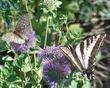 Here a fritillary, and a pale swallowtail, that are sharing a plant of Monardella subglabra, Mint Bush, a fragrant subshrub. - grid24_24