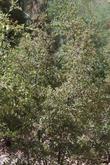 Although Scrub Oaks can become small trees, sometimes even a real tree, they are commonly a large bush. - grid24_24