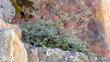 Redwood keckiella, Red beardtongue,  Keckiella corymbosa on a cliff in Arroyo Seco - grid24_24