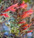 Red beardtongue is designed for hummingbirds - grid24_24