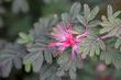 Calliandra eriophylla, Fairy Duster. with leaves. - grid24_24