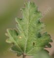 The leaf of Sphaeralcea munroana - grid24_24